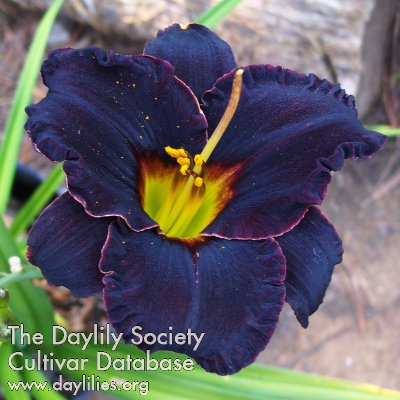 Daylily Black Fury